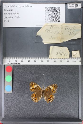 Media type: image;   Entomology 110886